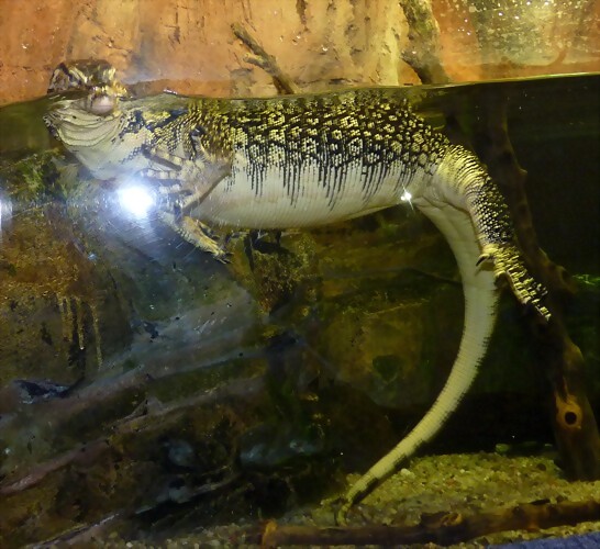 Varanus salvator 2 (12-10-16 Acuario Fluvial de Zaragoza) Varanus salvator 2 (12-10-16 Acuario Fluvial de Zaragoza)