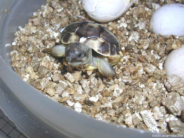 dieciseis dieciseis