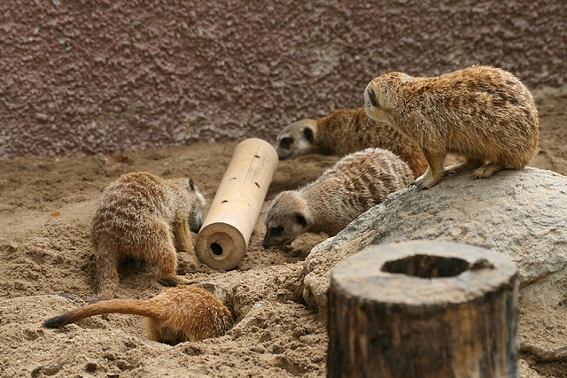 Zoo de Barcelona de 01-09-10 a 03-09-10 579 Zoo de Barcelona de 01-09-10 a 03-09-10 579