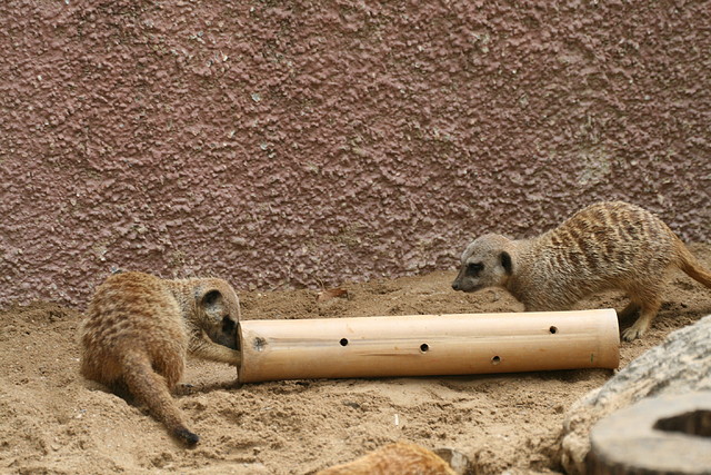 Zoo de Barcelona de 01-09-10 a 03-09-10 583 Zoo de Barcelona de 01-09-10 a 03-09-10 583