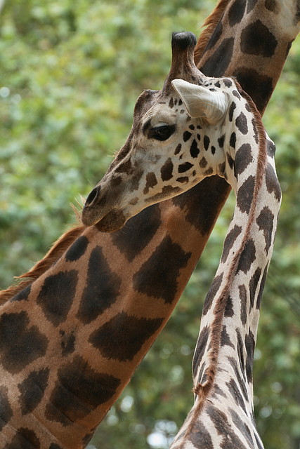 Zoo de Barcelona de 01-09-10 a 03-09-10 553 Zoo de Barcelona de 01-09-10 a 03-09-10 553