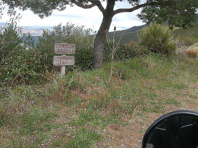 Campa abedul octubre Campa abedul octubre