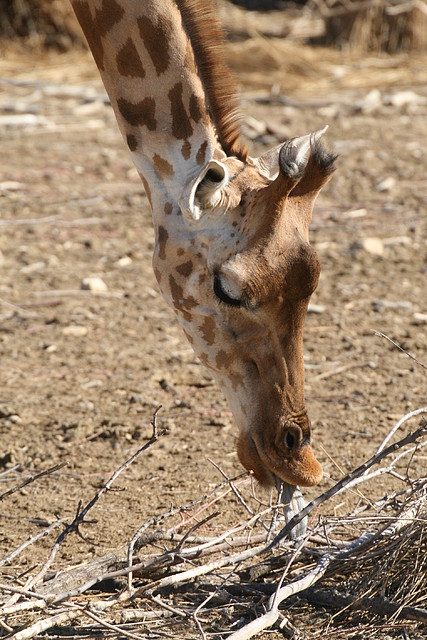 Zoo Lunaret + Sigean 18 i 19-09-10 1413 Zoo Lunaret + Sigean 18 i 19-09-10 1413