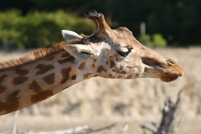 Zoo Lunaret + Sigean 18 i 19-09-10 1417 Zoo Lunaret + Sigean 18 i 19-09-10 1417