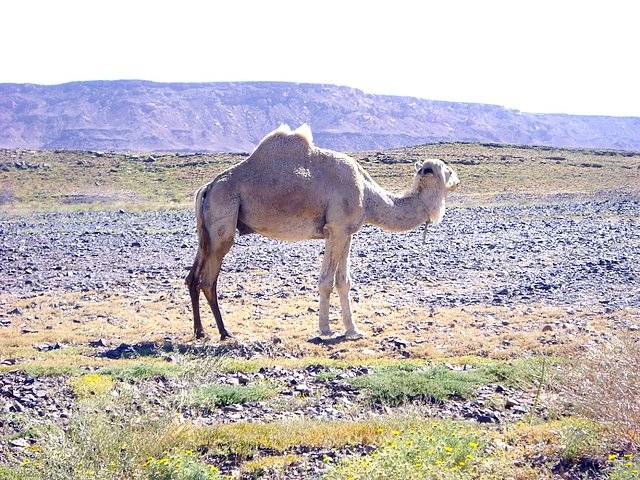 Camello Blanco