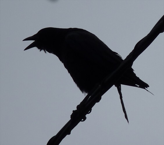 Corvus brachyrhynchos 1 (4-7-16 Pamo, San Diego) Corvus brachyrhynchos 1 (4-7-16 Pamo, San Diego)