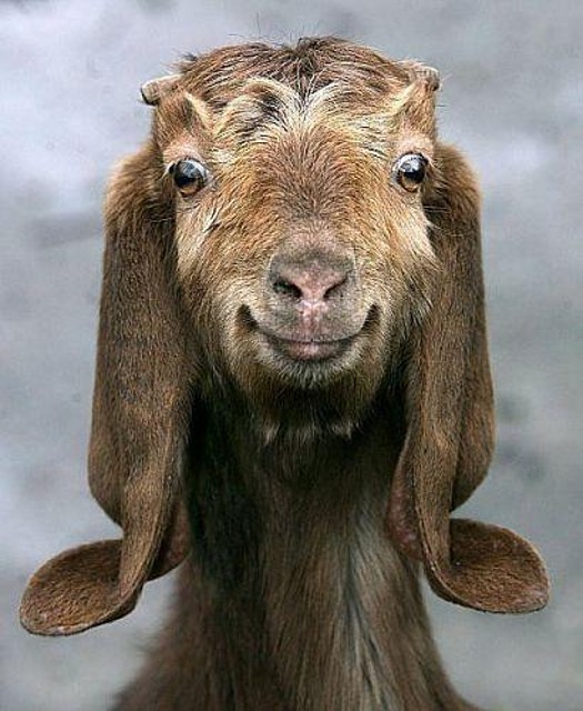 funny-goat