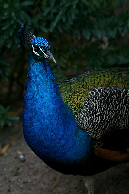 Zoo de Barcelona 23-01-11 537 Zoo de Barcelona 23-01-11 537