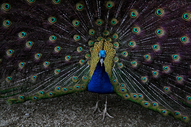 Zoo de Barcelona 28-01-11 523 Zoo de Barcelona 28-01-11 523
