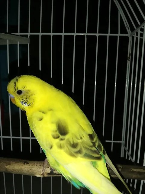 IMG-20190429-WA0011 IMG-20190429-WA0011