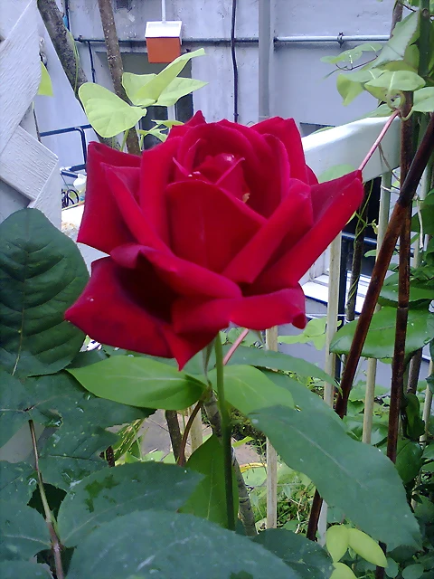 Foto0059 Foto0059