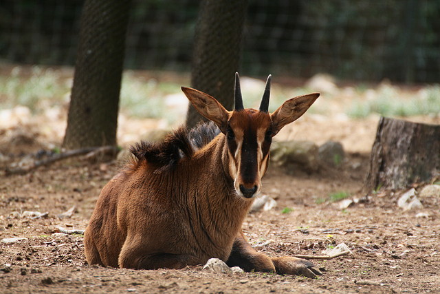 Zoo Lunaret + Sigean 18 i 19-09-10 179 Zoo Lunaret + Sigean 18 i 19-09-10 179