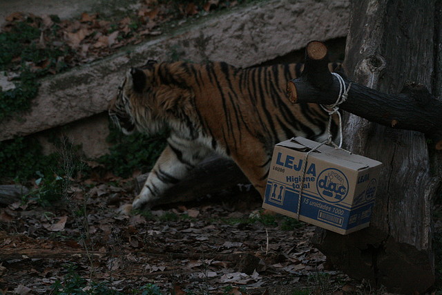 Zoo de Barcelona 15-12-2010 275 Zoo de Barcelona 15-12-2010 275