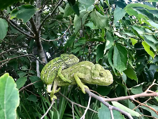 CAMALEONES SATURADA