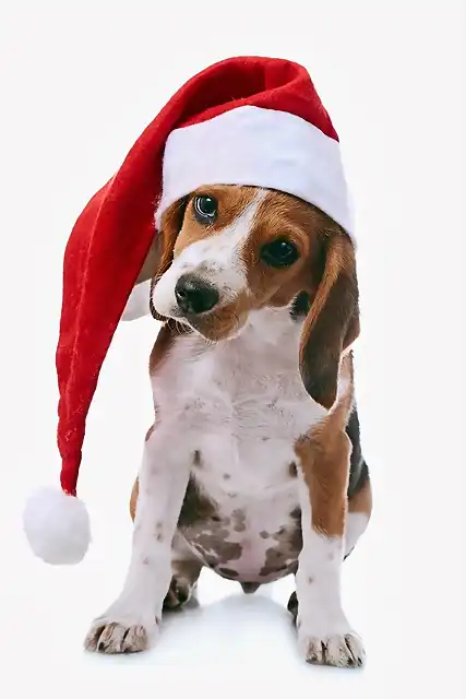 perrito-con-gorrito-navideo-rojo-y-blanco-mascotas-en-navidad