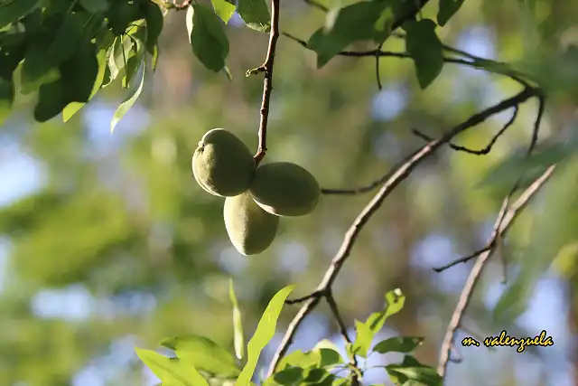 11, almendras, marca