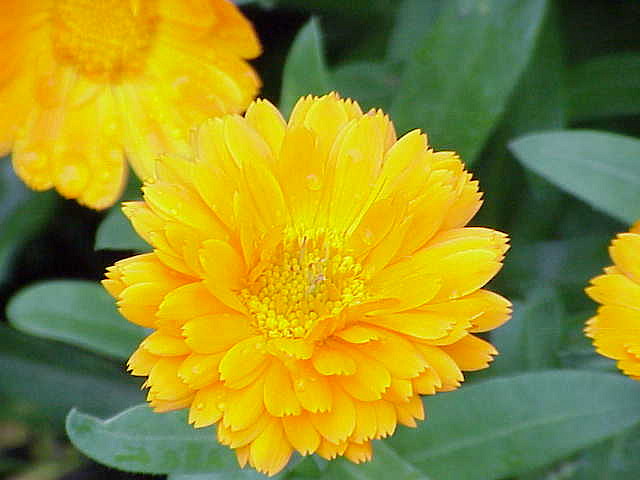 Calendula_officinalis1 Calendula_officinalis1