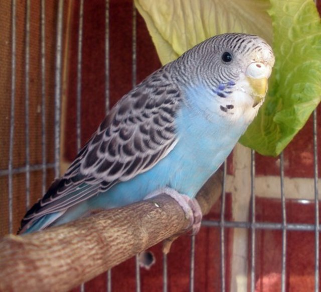 Piruleta nueva Piruleta nueva