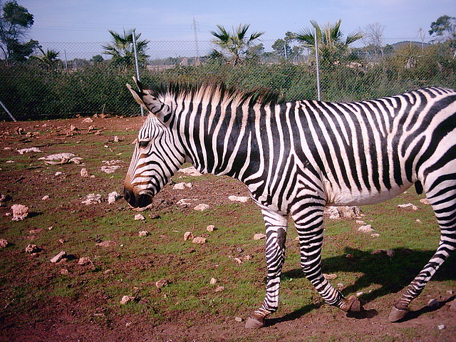 PIC04817 PIC04817