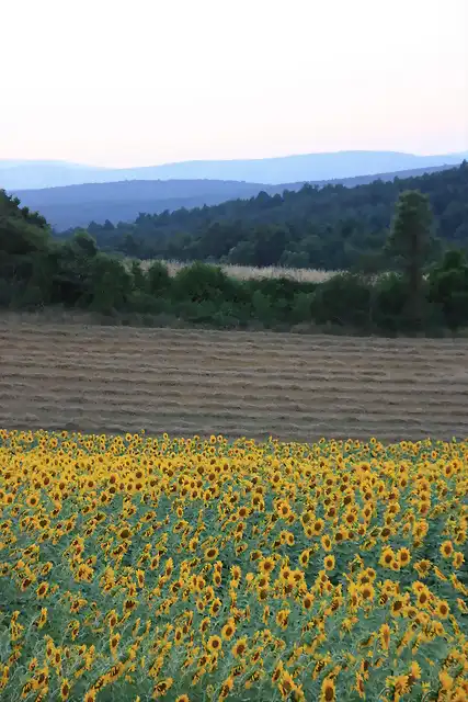 Campo de girasoles