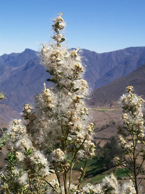 Flor Exotica en las Alturas de Huayán (Huarmey-Ancash)