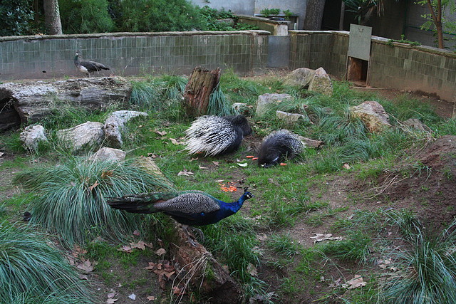 Zoo de Barcelona 05-11-10 758 Zoo de Barcelona 05-11-10 758