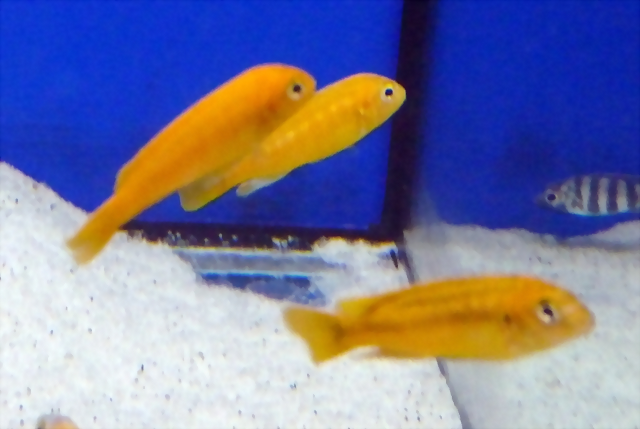 Pseudotropheus interruptus (5-8-17 Zoo Zajac, det as Melanochromis) Pseudotropheus interruptus (5-8-17 Zoo Zajac, det as Melanochromis)