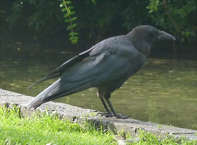 Corvus corone (6-8-17 Zoo K?ln) Corvus corone (6-8-17 Zoo K?ln)