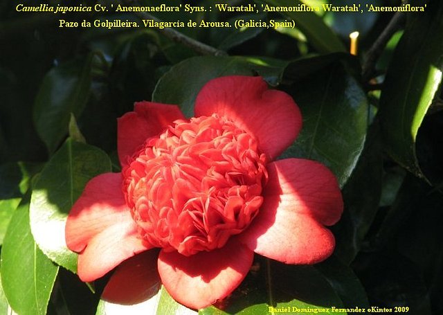 Camellia japonica 'Anemonaeflora'