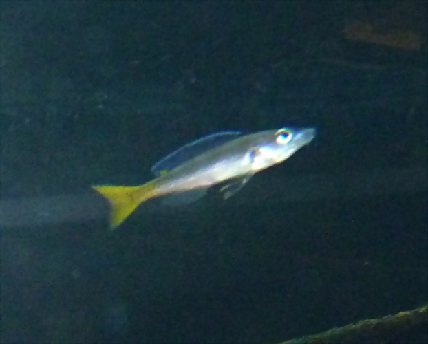 Cyprichromis leptosoma Cyprichromis leptosoma