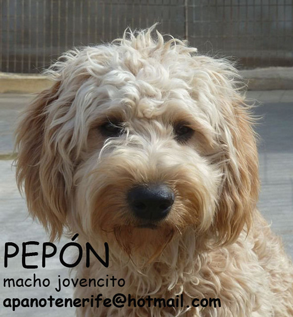 PEPON Tenerife