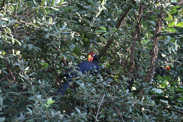 Zoo de Barcelona 05-11-10 283 Zoo de Barcelona 05-11-10 283