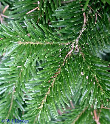 abies_nordmanniana_LG_01s (Small)