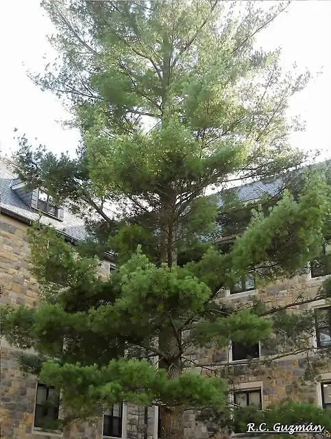 Pinus strobus 2