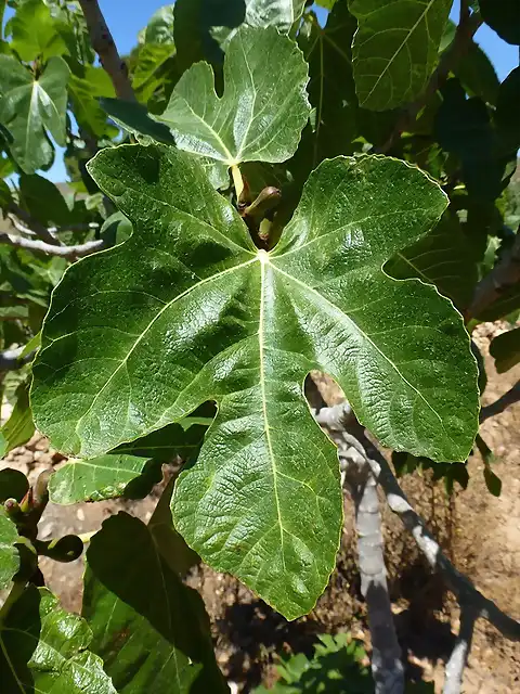 HOJA HIGUERA NEGRA 23