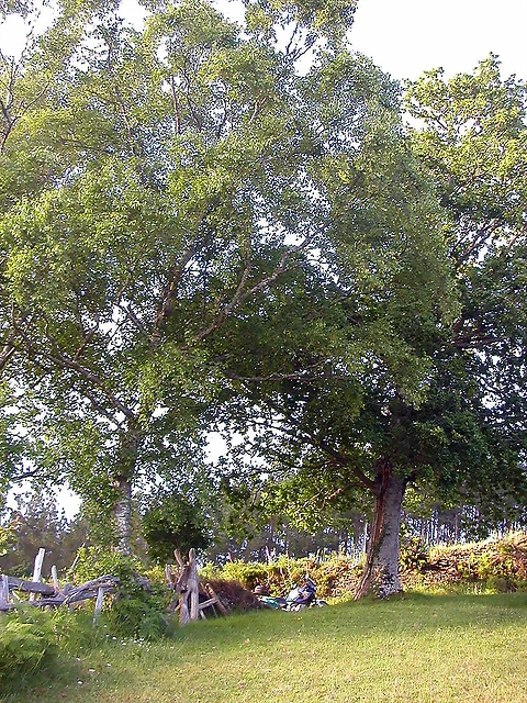 DSCN4101 DSCN4101