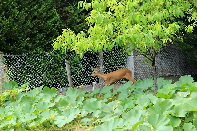 IMG_7878 IMG_7878