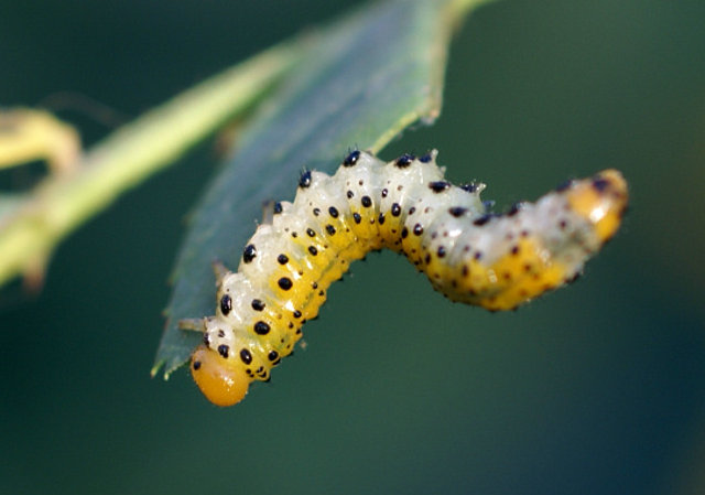 Mariposita