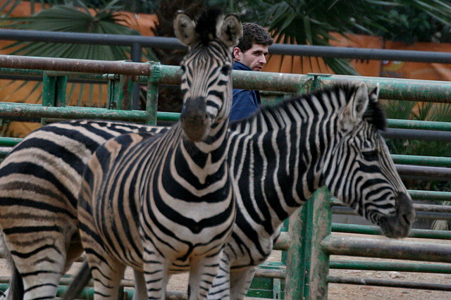 Zoo de Barcelona 28-01-11 360 Zoo de Barcelona 28-01-11 360