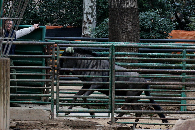 Zoo de Barcelona 28-01-11 362 Zoo de Barcelona 28-01-11 362