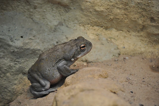 SAPO DEL DESIERTO DE SONORA 6