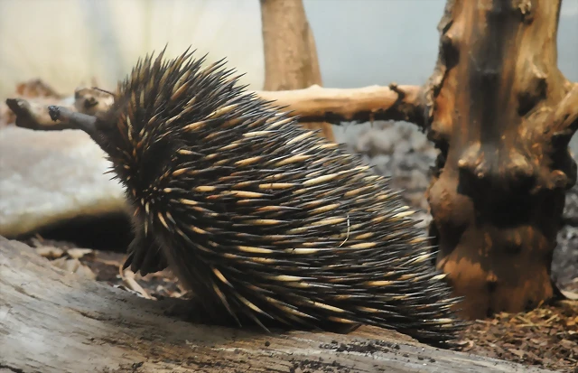 EQUIDNA DE HOCICO CORTO