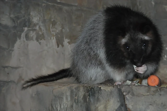 RATA GIGANTE DE LUZ?N 2