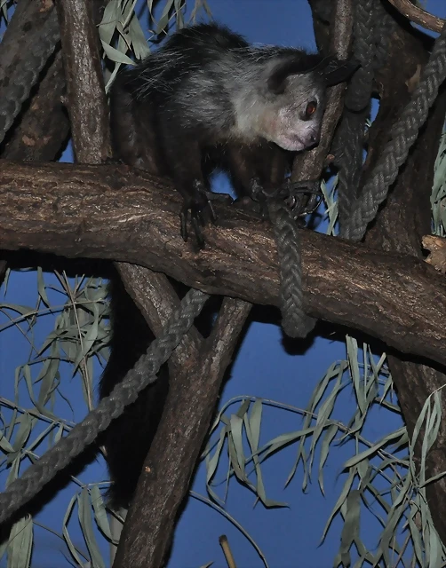 AYE-AYE 3