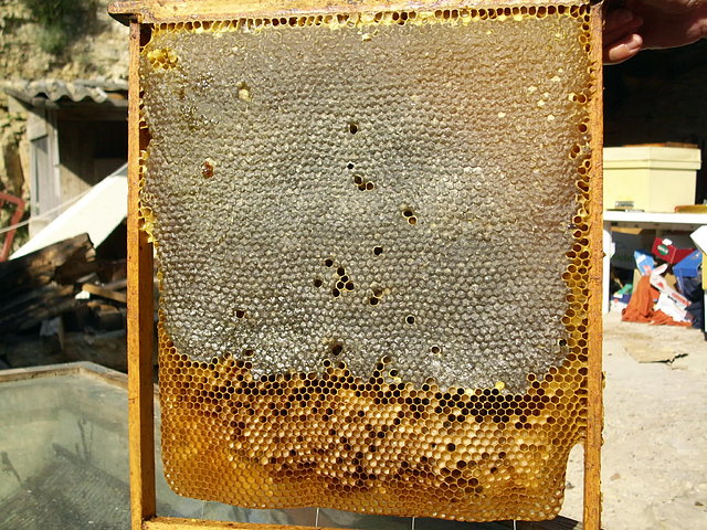 Cuadro de miel con moho