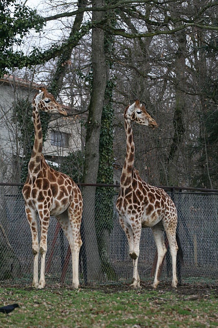 Zoo Lyon + Safari Peaugres febrer 2011 1215 Zoo Lyon + Safari Peaugres febrer 2011 1215