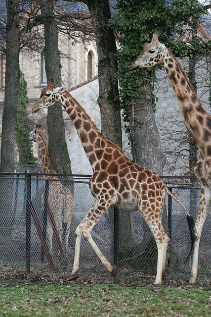 Zoo Lyon + Safari Peaugres febrer 2011 1155 Zoo Lyon + Safari Peaugres febrer 2011 1155
