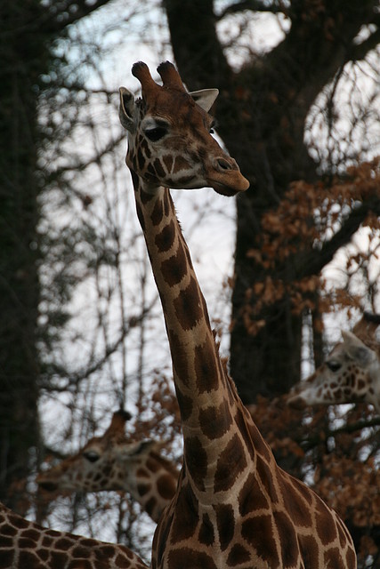 Zoo Lyon + Safari Peaugres febrer 2011 1254 Zoo Lyon + Safari Peaugres febrer 2011 1254