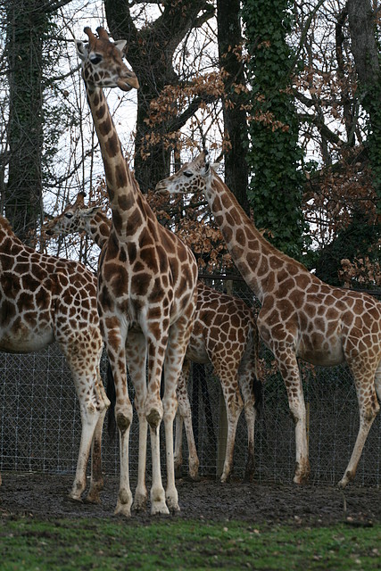 Zoo Lyon + Safari Peaugres febrer 2011 1247 Zoo Lyon + Safari Peaugres febrer 2011 1247