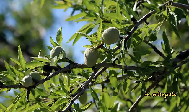 15, almendras, marca